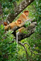 Kahau nosaty - Nasalis larvatus - Proboscis Long-nosed Monkey o7972